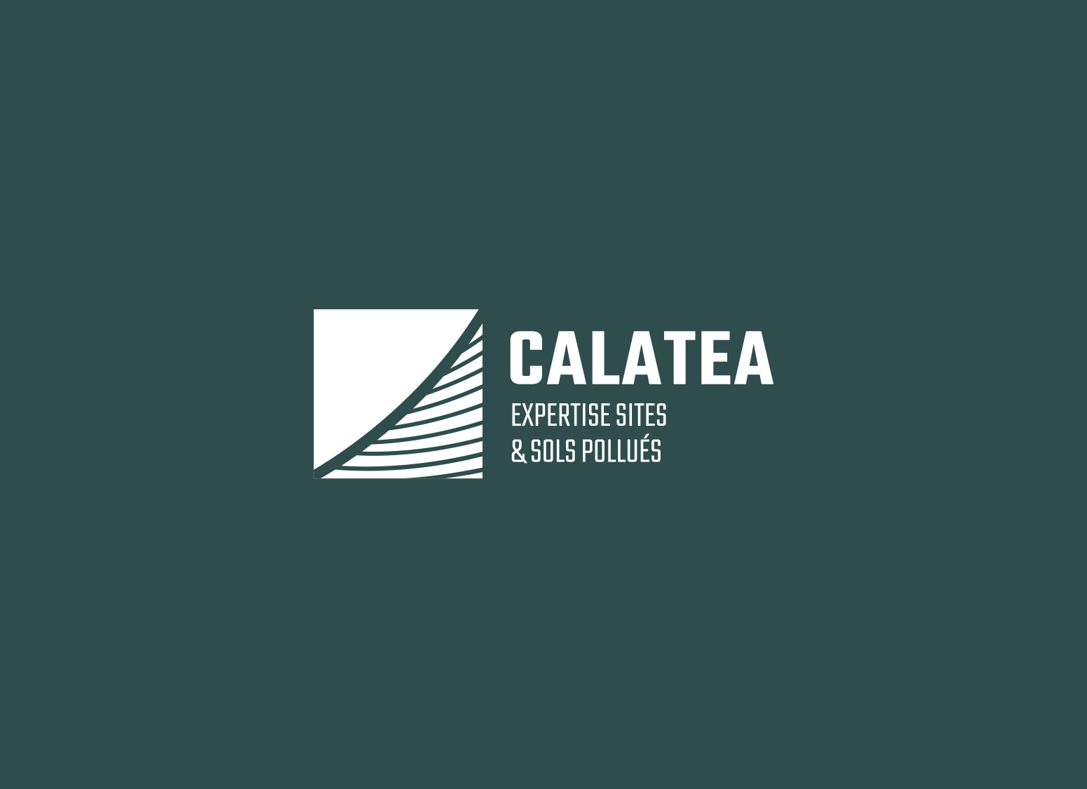 Calatea